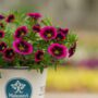 Calibrachoa – Cabaret Goodnight Kiss – 4.5″ Pot